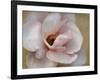 Pink Magnolia-Amy Melious-Framed Art Print