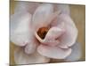 Pink Magnolia-Amy Melious-Mounted Art Print