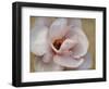 Pink Magnolia-Amy Melious-Framed Art Print