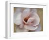 Pink Magnolia-Amy Melious-Framed Art Print