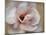Pink Magnolia-Amy Melious-Mounted Art Print