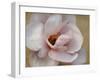 Pink Magnolia-Amy Melious-Framed Art Print