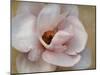 Pink Magnolia-Amy Melious-Mounted Art Print