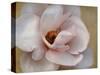Pink Magnolia-Amy Melious-Stretched Canvas