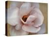 Pink Magnolia-Amy Melious-Stretched Canvas