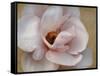 Pink Magnolia-Amy Melious-Framed Stretched Canvas