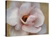 Pink Magnolia-Amy Melious-Stretched Canvas