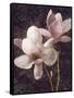 Pink Magnolias I-John Seba-Framed Stretched Canvas