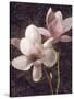 Pink Magnolias I-John Seba-Stretched Canvas