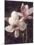 Pink Magnolias I-John Seba-Mounted Art Print