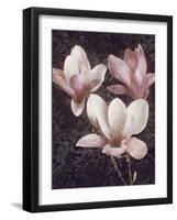 Pink Magnolias II-John Seba-Framed Art Print