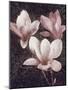 Pink Magnolias II-John Seba-Mounted Art Print