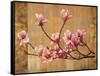 Pink Magnolias-Erin Lange-Framed Stretched Canvas