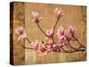 Pink Magnolias-Erin Lange-Stretched Canvas