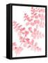 Pink Maidenhair-Lexie Greer-Framed Stretched Canvas