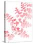 Pink Maidenhair-Lexie Greer-Stretched Canvas