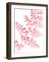 Pink Maidenhair-Lexie Greer-Framed Photographic Print