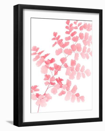 Pink Maidenhair-Lexie Greer-Framed Photographic Print
