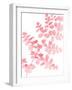 Pink Maidenhair-Lexie Greer-Framed Photographic Print