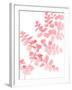 Pink Maidenhair-Lexie Greer-Framed Photographic Print