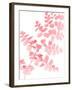 Pink Maidenhair-Lexie Greer-Framed Photographic Print