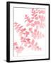 Pink Maidenhair-Lexie Greer-Framed Photographic Print