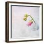 Pink Mallow in Crystal Glass on Grunge Background-Andrii Chernov-Framed Photographic Print