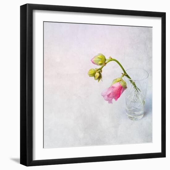Pink Mallow in Crystal Glass on Grunge Background-Andrii Chernov-Framed Photographic Print