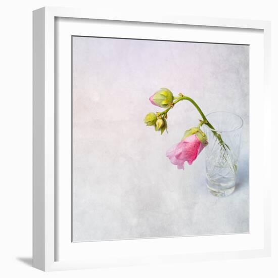 Pink Mallow in Crystal Glass on Grunge Background-Andrii Chernov-Framed Photographic Print