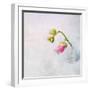 Pink Mallow in Crystal Glass on Grunge Background-Andrii Chernov-Framed Photographic Print