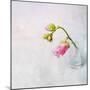 Pink Mallow in Crystal Glass on Grunge Background-Andrii Chernov-Mounted Photographic Print