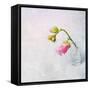 Pink Mallow in Crystal Glass on Grunge Background-Andrii Chernov-Framed Stretched Canvas