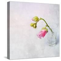 Pink Mallow in Crystal Glass on Grunge Background-Andrii Chernov-Stretched Canvas