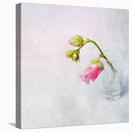Pink Mallow in Crystal Glass on Grunge Background-Andrii Chernov-Stretched Canvas