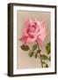 Pink Maman Cochet Rose-null-Framed Art Print