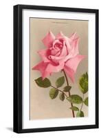 Pink Maman Cochet Rose-null-Framed Art Print