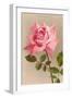 Pink Maman Cochet Rose-null-Framed Art Print