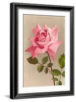 Pink Maman Cochet Rose-null-Framed Art Print