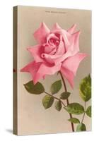 Pink Maman Cochet Rose-null-Stretched Canvas
