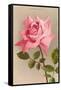 Pink Maman Cochet Rose-null-Framed Stretched Canvas