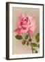 Pink Maman Cochet Rose-null-Framed Art Print