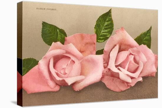 Pink Maman Cochet Roses-null-Stretched Canvas