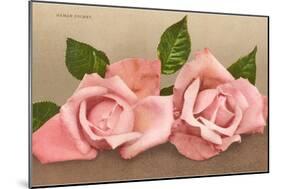Pink Maman Cochet Roses-null-Mounted Art Print