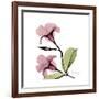 Pink Mandelila-Albert Koetsier-Framed Premium Giclee Print