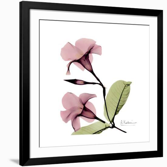 Pink Mandelila-Albert Koetsier-Framed Premium Giclee Print