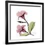 Pink Mandelila-Albert Koetsier-Framed Premium Giclee Print