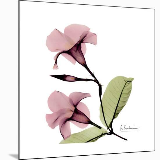 Pink Mandelila-Albert Koetsier-Mounted Premium Giclee Print