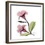 Pink Mandelila-Albert Koetsier-Framed Premium Giclee Print