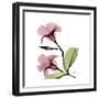 Pink Mandelila-Albert Koetsier-Framed Premium Giclee Print