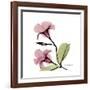 Pink Mandelila-Albert Koetsier-Framed Premium Giclee Print